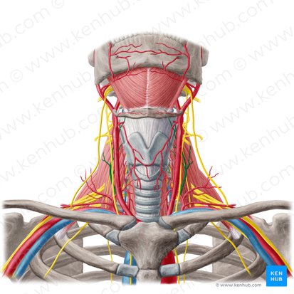 Artère cervicale ascendante (Arteria cervicalis ascendens); Image : Yousun Koh