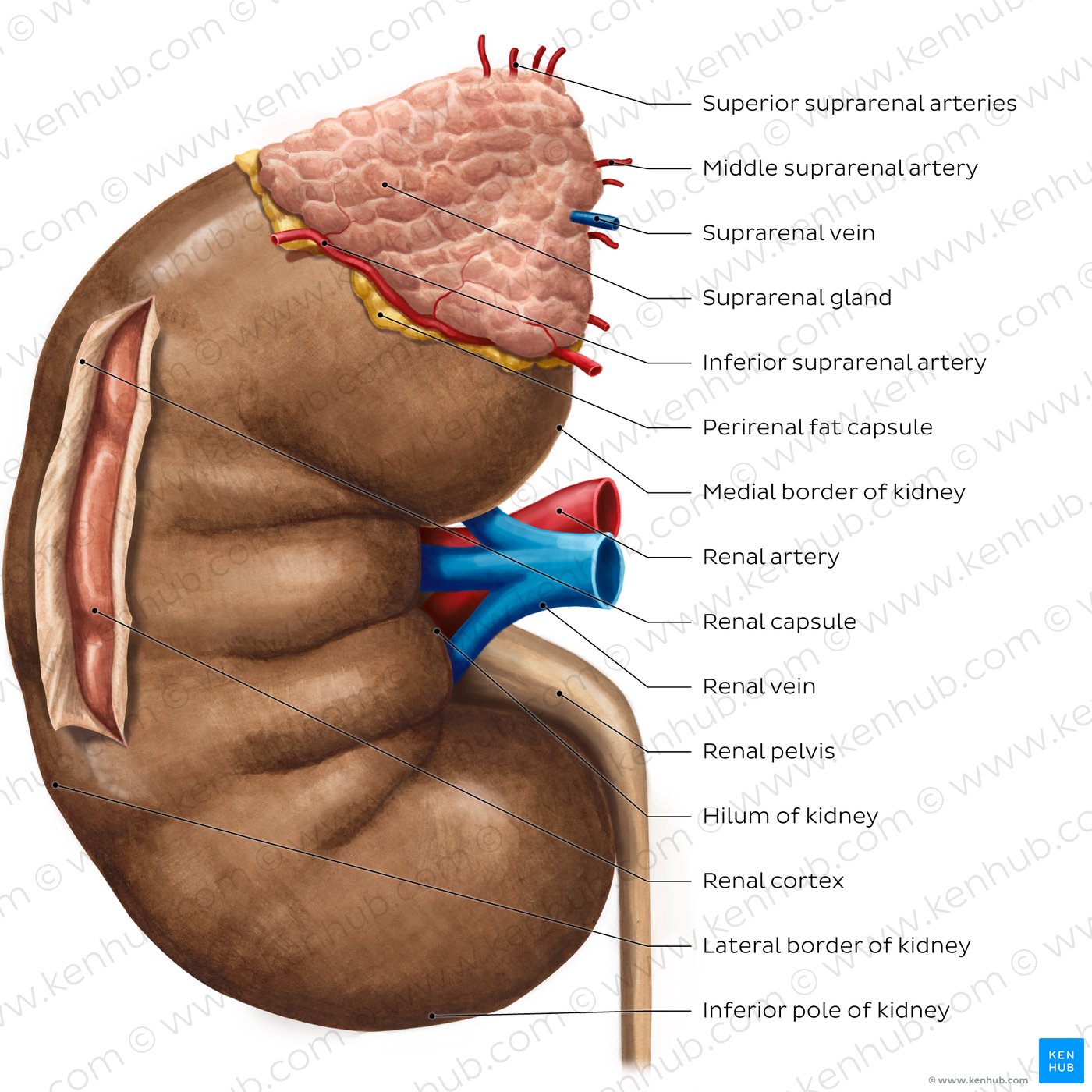 Kidney structure (overview)
