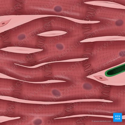 Intramuscular capillaries (Capillares intramusculares); Image: Tal Bavli Ziv