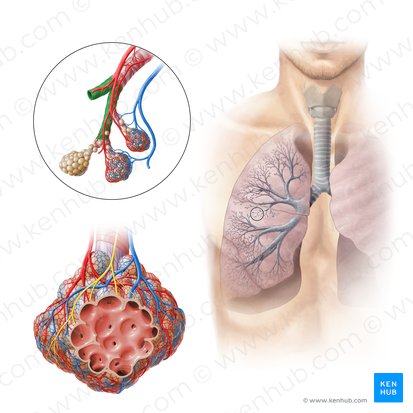 Bronchiolus terminalis (Endbronchiole); Bild: Paul Kim