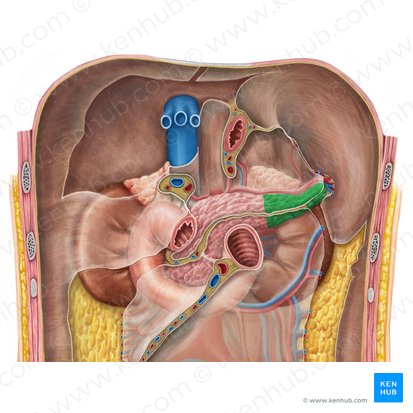 Cauda pancreatis (Schwanz der Bauchspeicheldrüse); Bild: Irina Münstermann