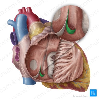 Valve of coronary sinus (Valvula sinus coronarii); Image: Yousun Koh