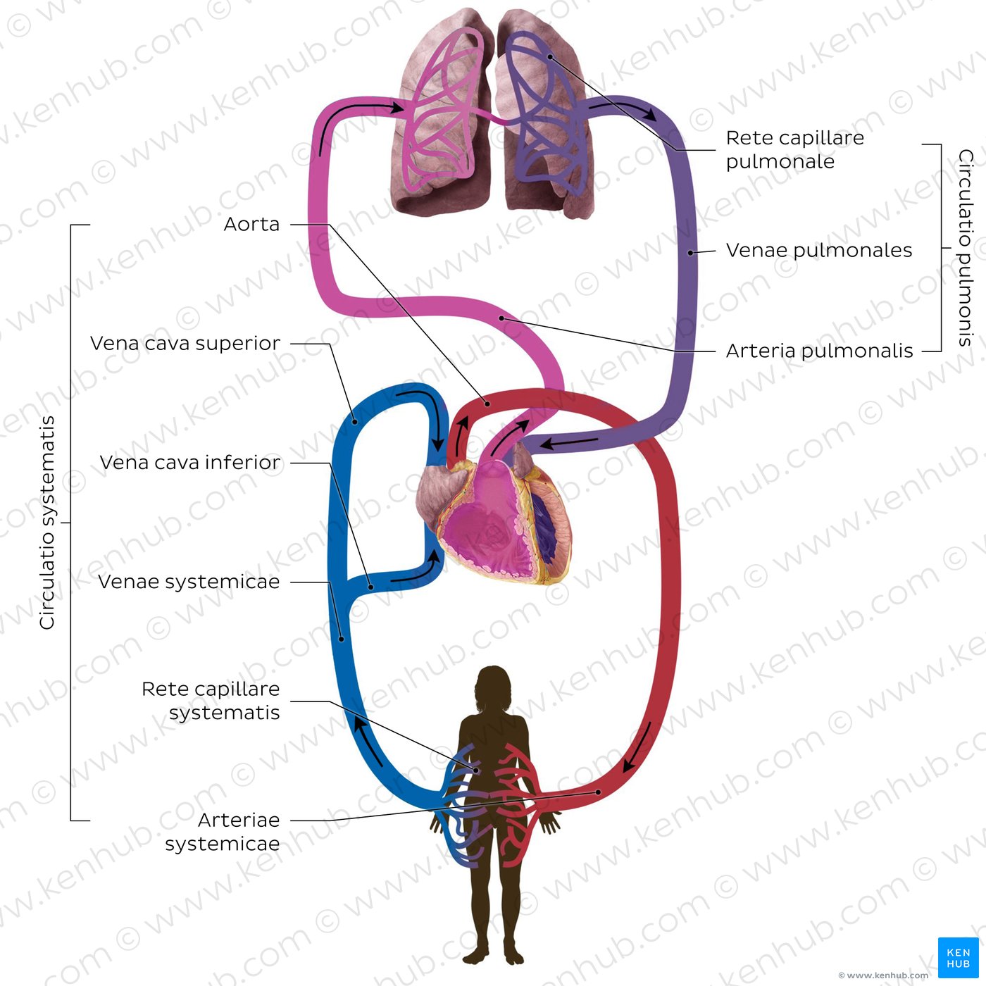 Cardiovaskuläres System: Schema