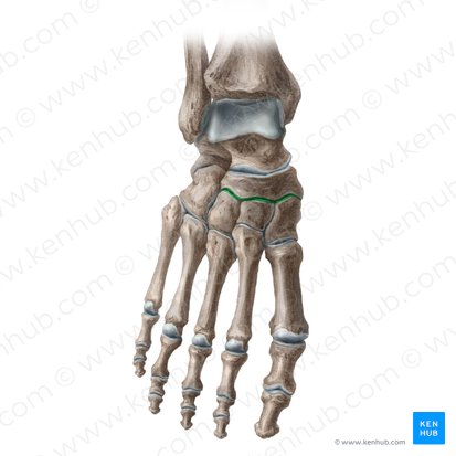 Articulatio cuneonavicularis (Keilbein-Kahnbein-Gelenk); Bild: Liene Znotina