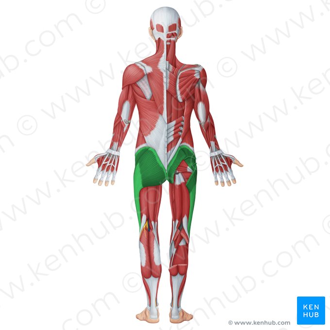 Superficial gluteal muscles (Musculi glutei superficiales); Image: Irina Münstermann