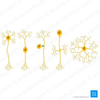 Processus neuronal du neurone pseudounipolaire (Processus neuralis neuri pseudounipolaris); Image : Paul Kim