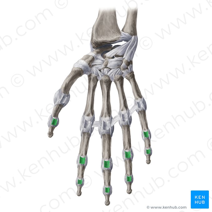 Palmar interphalangeal ligaments (Ligamenta interphalangea palmaria); Image: Yousun Koh