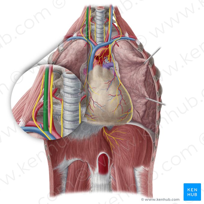 Right internal jugular vein (Vena jugularis interna dextra); Image: Yousun Koh