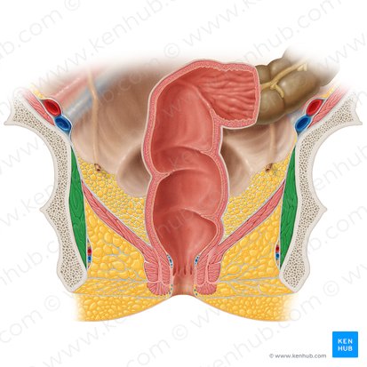 Obturator internus muscle (Musculus obturatorius internus); Image: Samantha Zimmerman