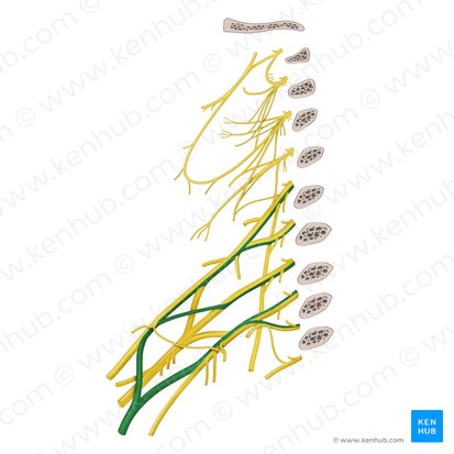 Median nerve (Nervus medianus); Image: Begoña Rodriguez