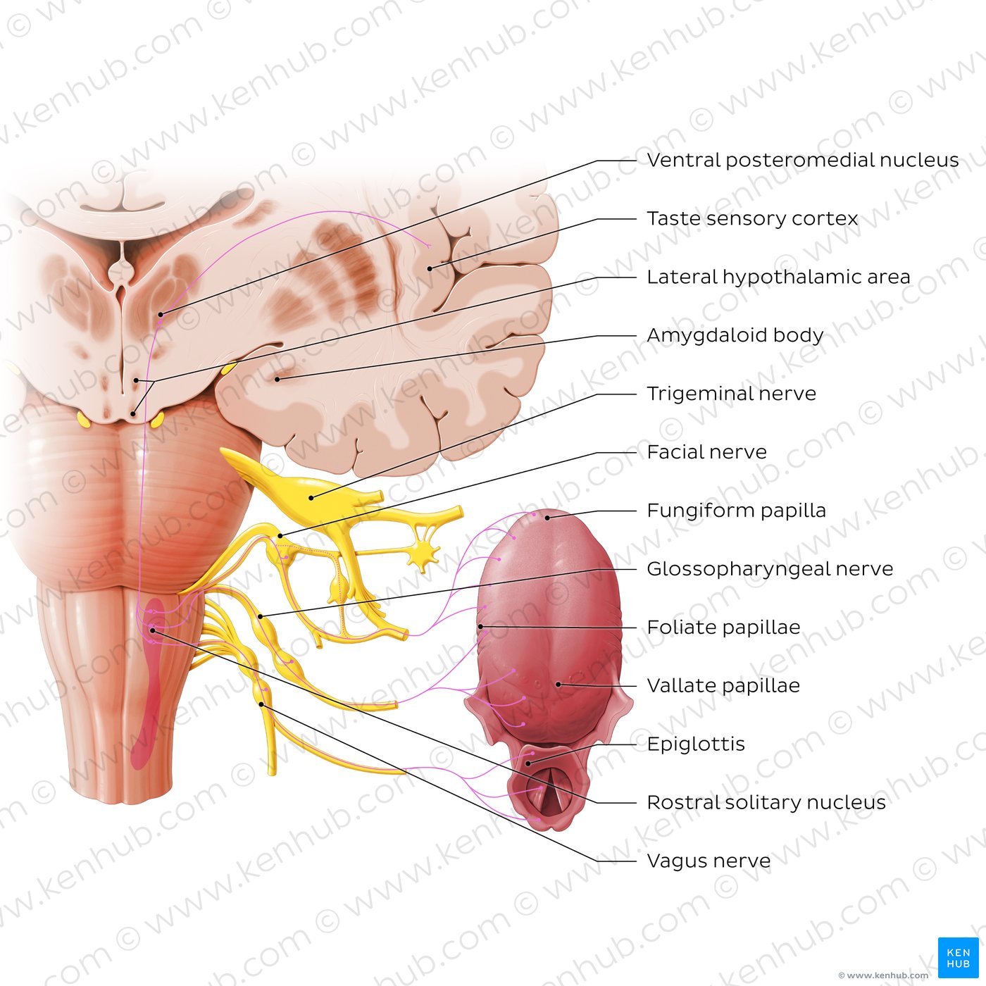 Anatomy of taste pathway (diagram)