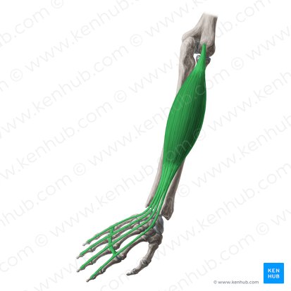 Extensor digitorum muscle (Musculus extensor digitorum); Image: Yousun Koh
