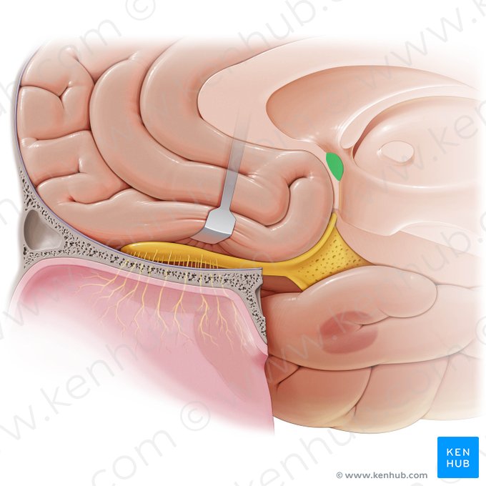 Anterior commissure (Commissura anterior); Image: Paul Kim