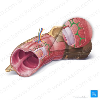 Myenteric plexus (of Auerbach) (Plexus myentericus); Image: Paul Kim