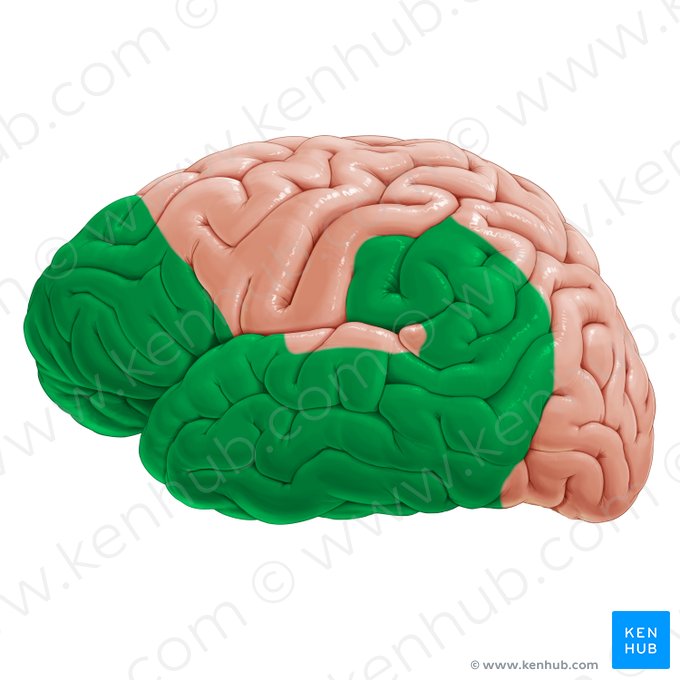 Higher order association areas (Areas associationis ordinis magni); Image: Paul Kim