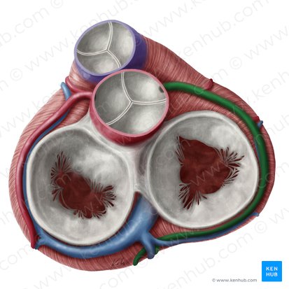 Artère coronaire droite (Arteria coronaria dextra); Image : Yousun Koh