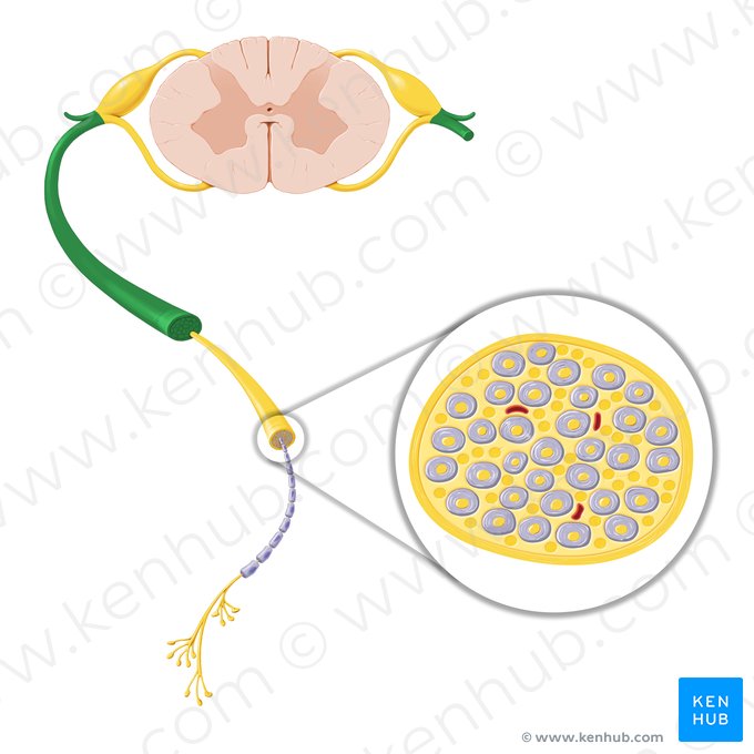 Spinal nerve (Nervus spinalis); Image: Paul Kim