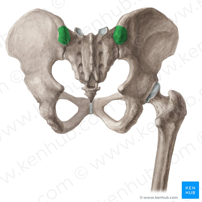 Epine iliaque postérieure supérieure (Spina iliaca posterior superior); Image : Liene Znotina