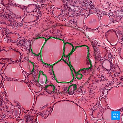 Simple cuboidal epithelium (Epithelium simplex cuboideum); Image: 