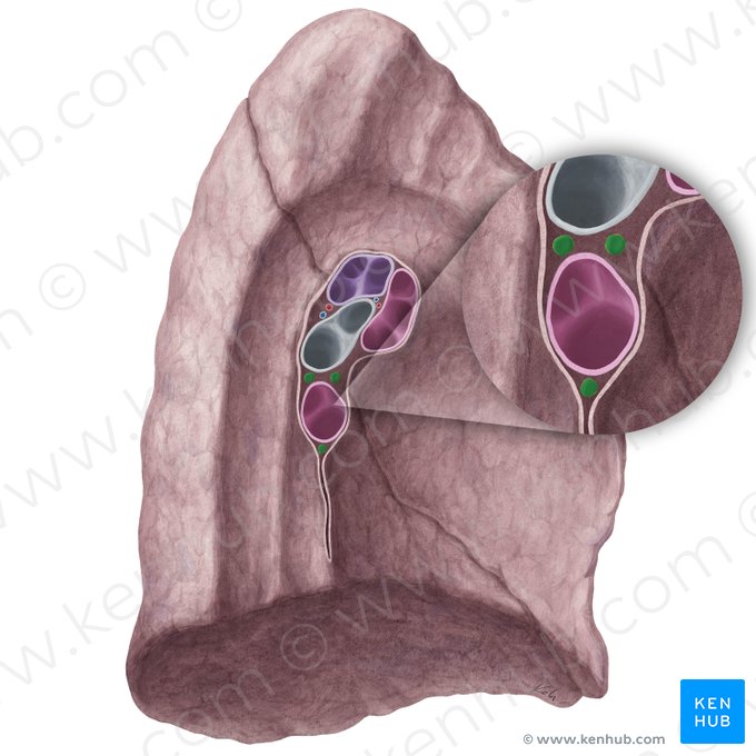 Nodi lymphoidei bronchopulmonales pulmonis sinistri (Bronchopulmonale Lymphknoten der linken Lunge); Bild: Yousun Koh
