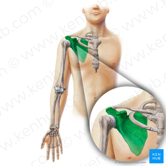 Scapula; Image: Paul Kim
