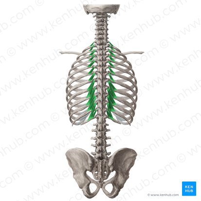 Músculos levantadores das costelas (Musculi levatores costarum); Imagem: Yousun Koh