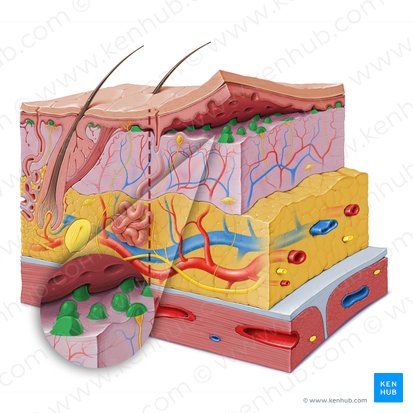 Dermal papilla (Papilla dermis); Image: Paul Kim