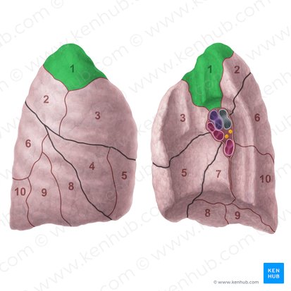 Apical segment of right lung (Segmentum apicale pulmonis dextri); Image: Paul Kim