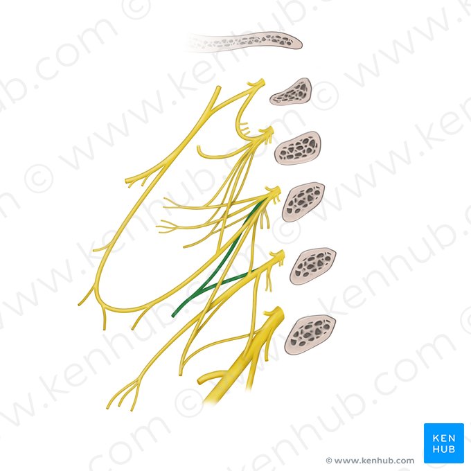Ramus trapezius plexus cervicalis (Trapezmuskelast des Halsgeflechts); Bild: Begoña Rodriguez