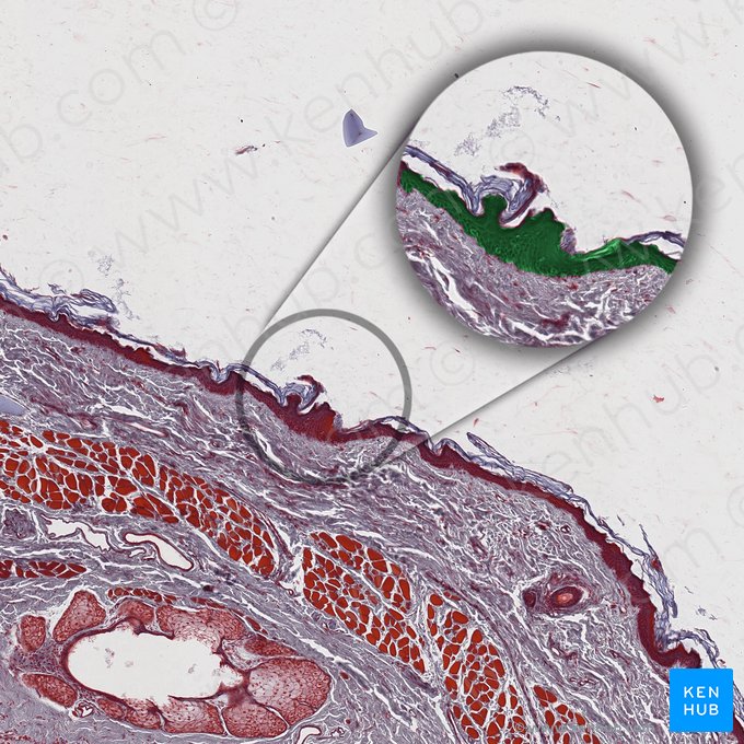 Epidermis; Bild: 