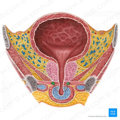 Bulbourethral gland (Glandula bulbourethralis); Image: Irina Münstermann