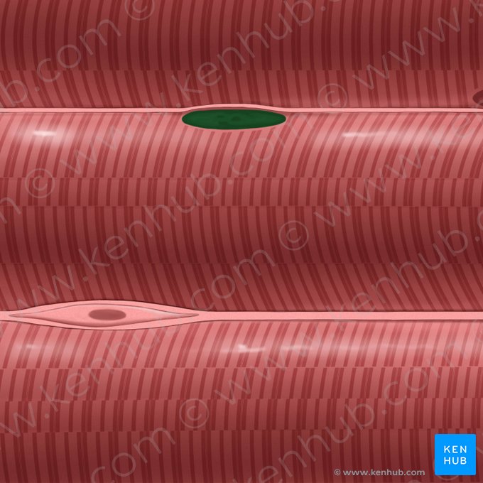 Nucleus myocyti (Muskelzellkern); Bild: Tal Bavli Ziv