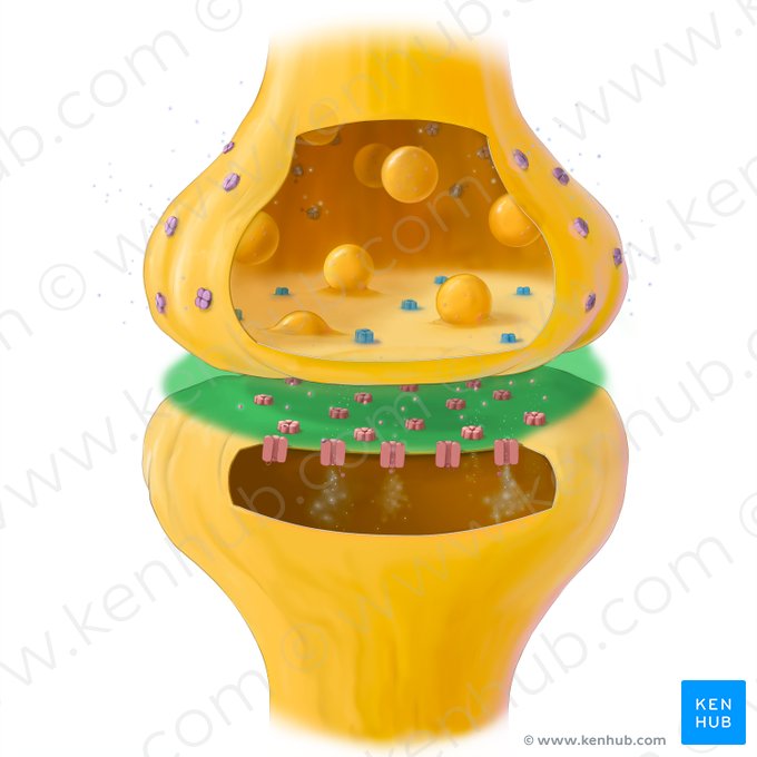 Synaptic cleft (Fissura synaptica); Image: Tal Bavli Ziv