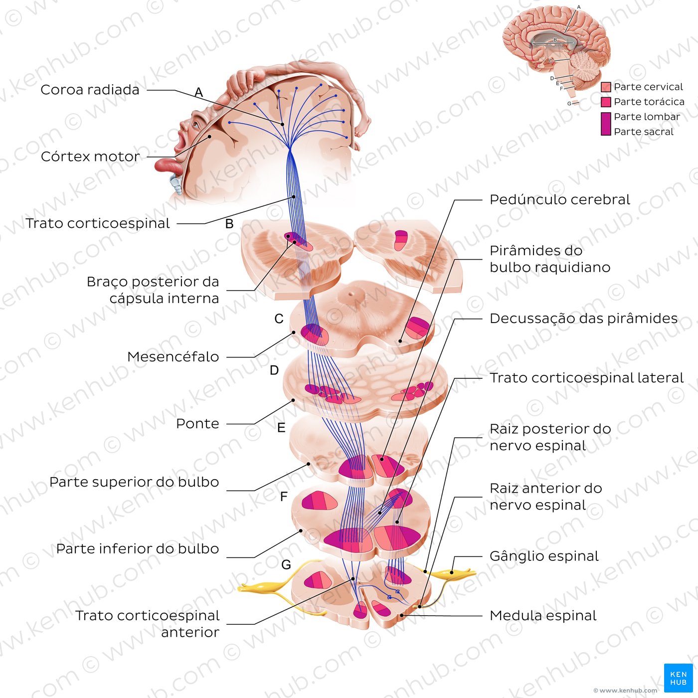 Trato corticoespinhal - vista axial