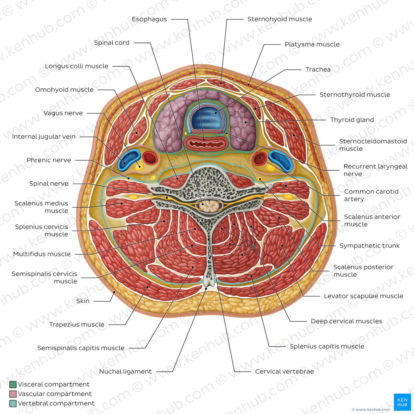 Compartments of the neck: Contents