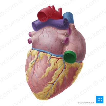 Vena cava inferior (Untere Hohlvene); Bild: Yousun Koh
