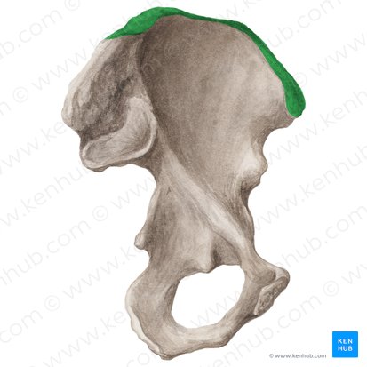Iliac crest (Crista iliaca); Image: Liene Znotina
