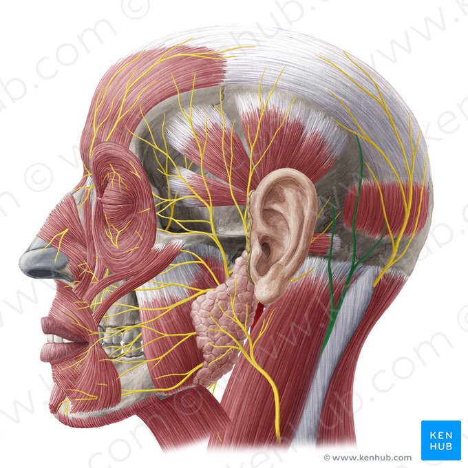 Lesser occipital nerve (Nervus occipitalis minor); Image: Yousun Koh