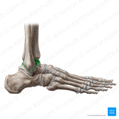 Articulação do tornozelo (Articulatio talocruralis); Imagem: Liene Znotina