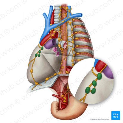 Prepericardiac lymph nodes (Nodi lymphoidei prepericardici); Image: Irina Münstermann