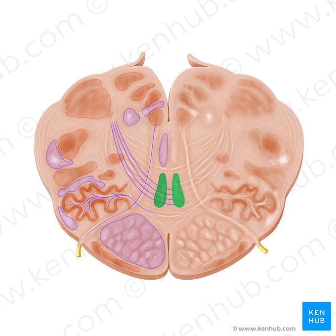 Medial lemniscus (Lemniscus medialis); Image: Paul Kim