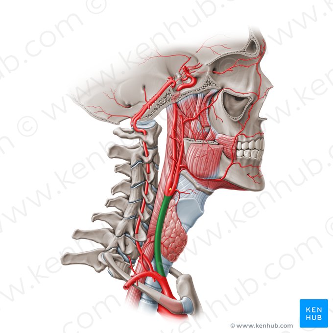 Common carotid artery (Arteria carotis communis); Image: Paul Kim