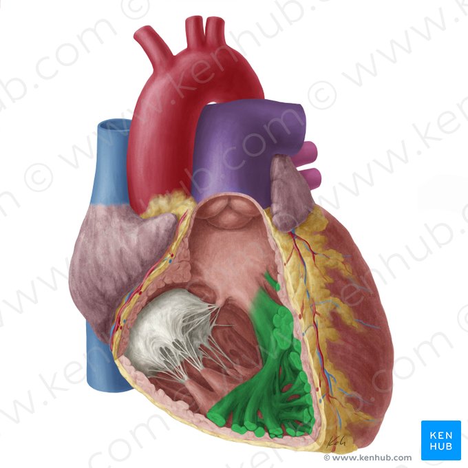 Trabeculae carneae of right ventricle (Trabeculae carneae ventriculi dextri); Image: Yousun Koh