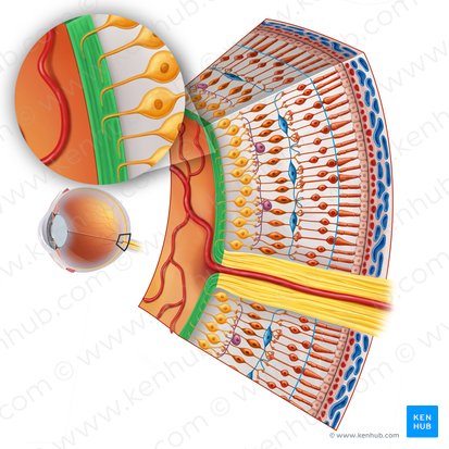 Layer of nerve fibers of retina (Stratum neurofibrarum retinae); Image: Irina Münstermann