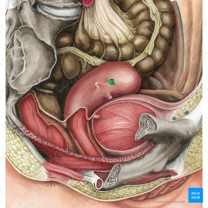 Tuba uterina; Imagem: Irina Münstermann