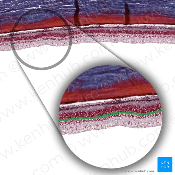 Outer plexiform layer of retina (Stratum plexiforme externum retinae); Image: 