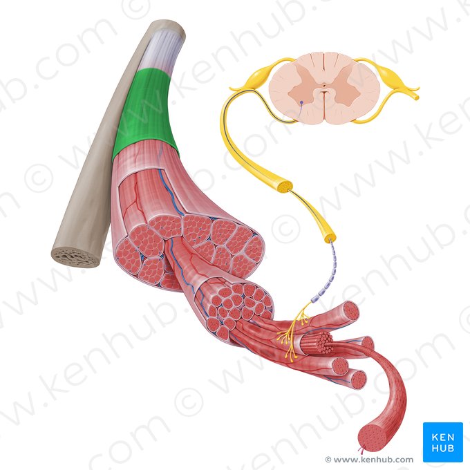 Fascia propria musculi (Faszie der Skelettmuskulatur); Bild: Paul Kim