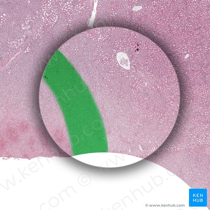 Inner stripe of outer medulla (Stria interna medullae externae); Image: 