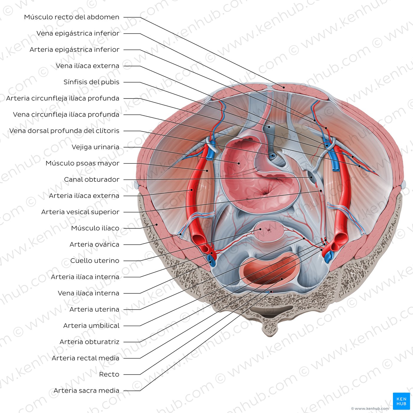 Iliopsoas relations to abdominopelvic organs (superior view)