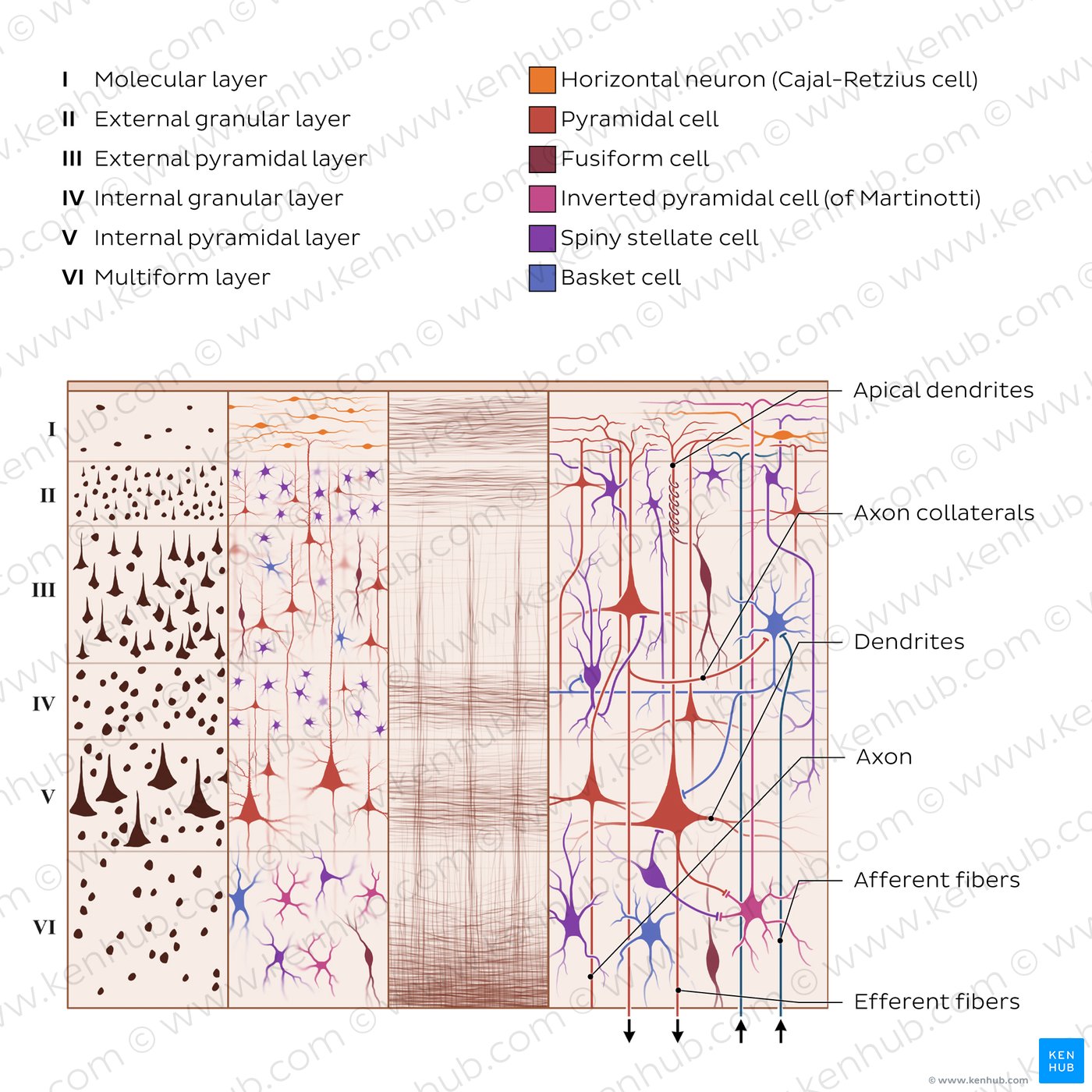 Cells and layers of the cerebral cortex
